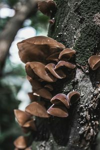 Close-up of mushroom growing on tree