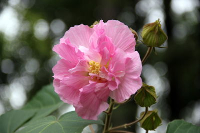 Close-up of pink flowering plant