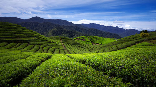 Scenic view of agricultural field against sky