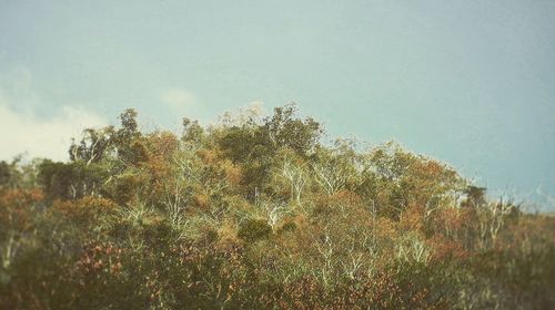 Low angle view of trees against sky