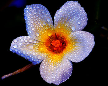 Close-up of wet flower against black background