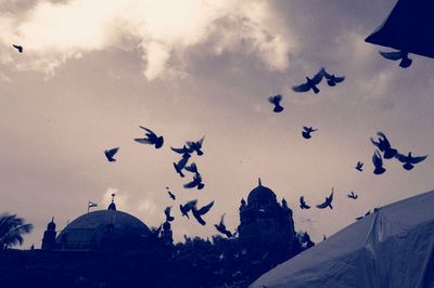 Low angle view of bird flying in sky