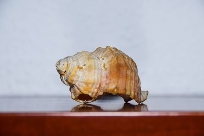 Close-up of a shell