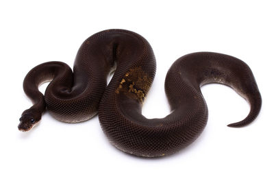 Close-up of an animal over white background