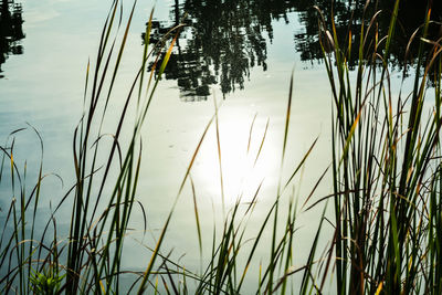 Close-up of grass by lake against sky