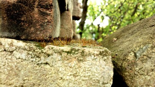 Close-up of lizard on tree trunk