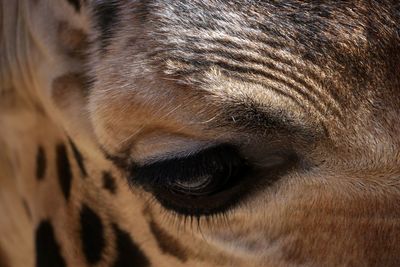 Close-up of giraffe eye