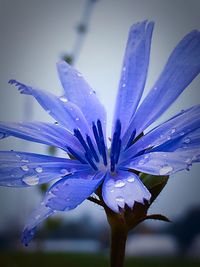 Close-up of water drops on purple flower