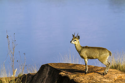 Side view of deer on rock by lake