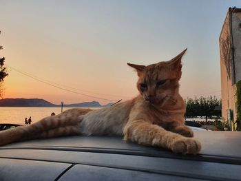 Cat sitting on the shore