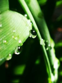 Close-up of water drops on leaf