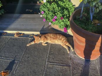 Cat on flower plants