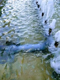 Close-up of turtle in water