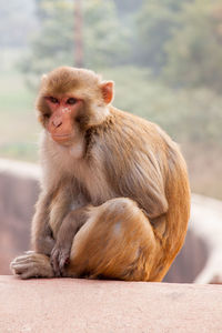 Close-up of monkey sitting outdoors