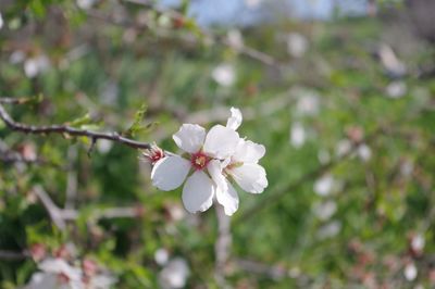 Close-up of white flowers on branch