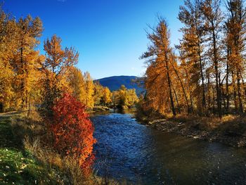 Scenic view of riverside amidst trees during autumn