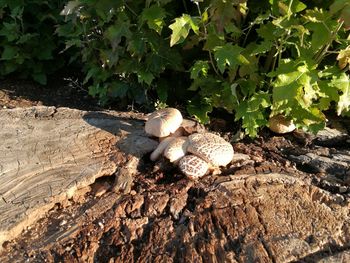 Close-up of lizard on tree