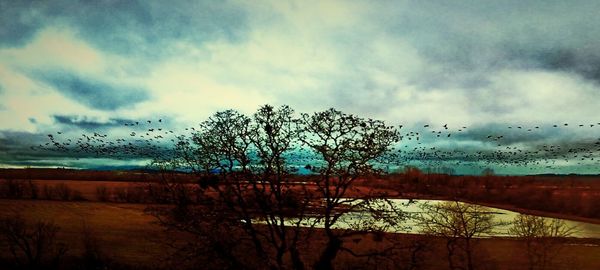 Bare trees against cloudy sky