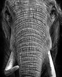 Close-up of elephant