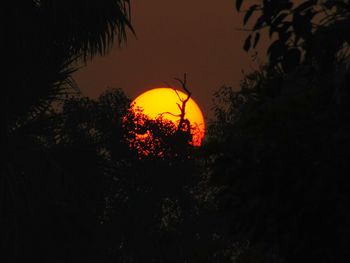 Low angle view of silhouette trees against sky at night