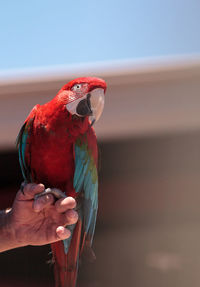 Close-up of a hand holding bird