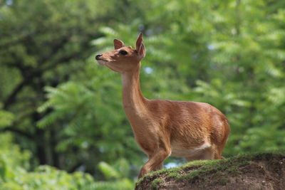 Dierentuin burgers zoo arnhem