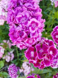 Close-up of pink flowering plant