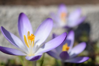 Close-up of purple flower