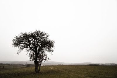 Tree against clear sky