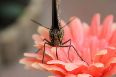 Close-up of butterfly on pink flower