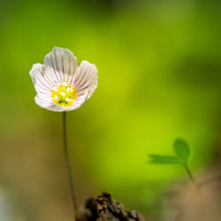 Beautiful white wood sorrel flowers blooming on a forest ground. shallow depth of field. 