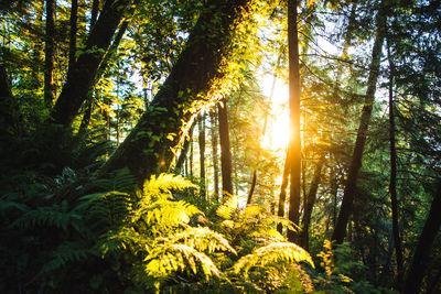 Trees in forest