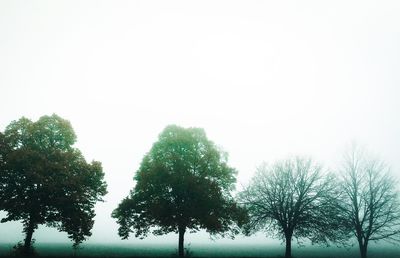 Low angle view of trees against clear sky