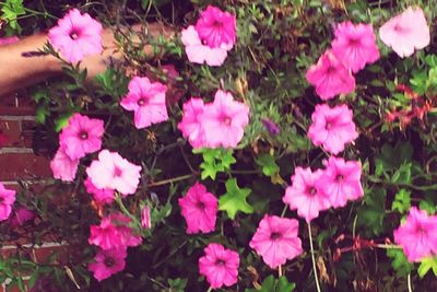 High angle view of pink flowers in park