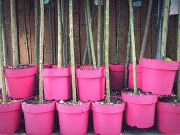 Close-up of potted plants