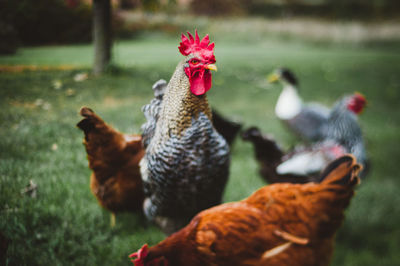 Chicken standing on field