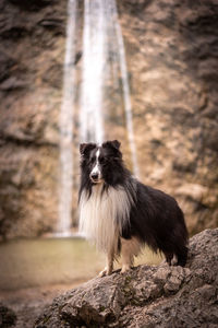 Portrait of dog sitting on rock