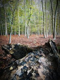 Trees growing in forest