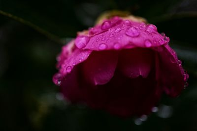 Close-up of water drops on flower over black background