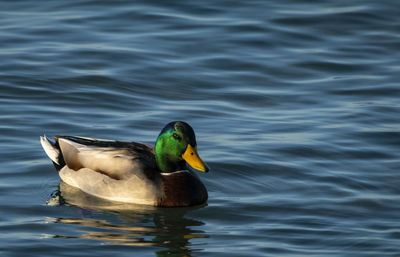 Close-up of duck swimming in lake