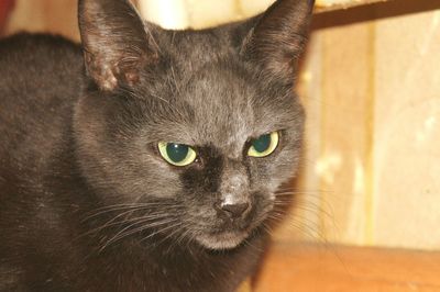 Close-up portrait of cat