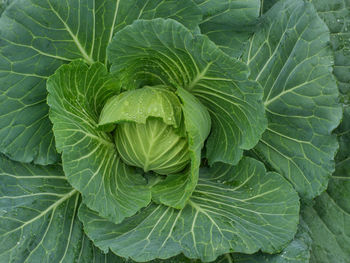 Full frame shot of green leaves