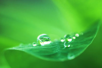 Close-up of water drops on leaf