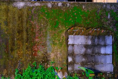 Close-up of ivy on wall