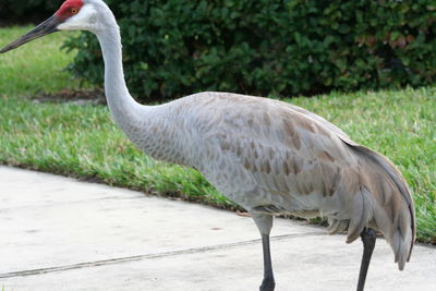 Close-up of bird on field