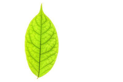 Close-up of green leaf against white background