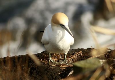 Close-up of gannet perching on rock