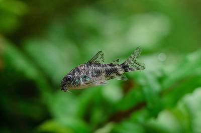 Close-up of fish swimming in sea