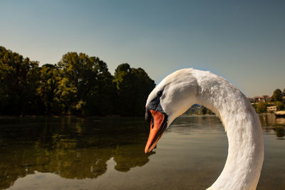 View of swan in lake