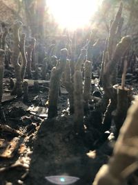 Close-up of trees growing on field during sunny day